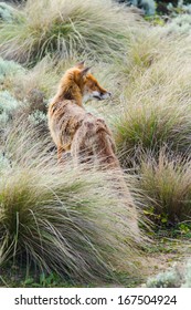 Red Fox (vulpes Vulpes) In Victoria (Great Ocean Road), Australia