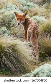 Red Fox (vulpes Vulpes) In Victoria (Great Ocean Road), Australia