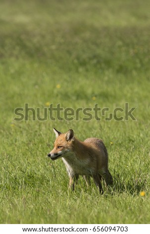 Similar – Europäischer Rotfuchs