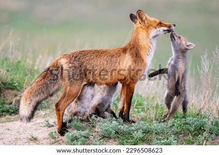Red fox Vulpes vulpes in the wild. Fox with cubs. Close up. Fox feeds puppies. The fox next to the hole.