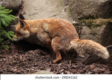 Red fox (Vulpes vulpes). Wild life animal.  - Shutterstock ID 298241162