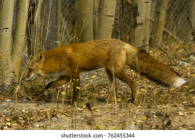 Red Fox Walking 