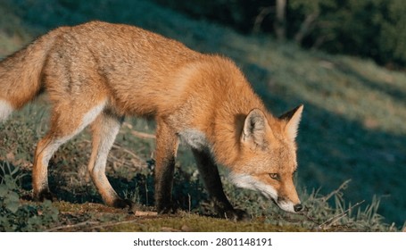 Red fox walking cautiously through a natural woodland habitat. Wildlife photograph capturing the animal’s alert posture, rich fur texture, and instinctive hunting behavior in nature.