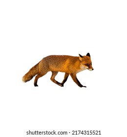 Red Fox Walking Isolated On White