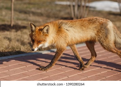 Red Fox Walking On The Sidewalk In The City.