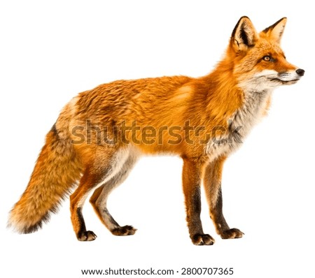 Red Fox Walking Side View, Bright Orange and White Coat Wild Canid Isolated on White Background