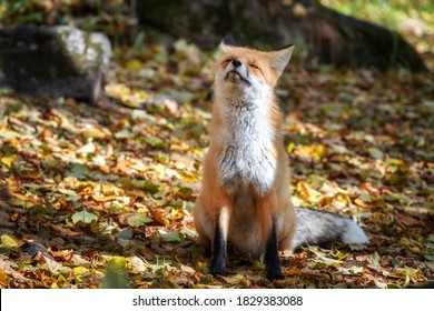 Petit Renard Images Photos Et Images Vectorielles De Stock Shutterstock