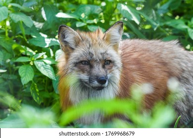 Red Fox In The Wild And The City Of Germany