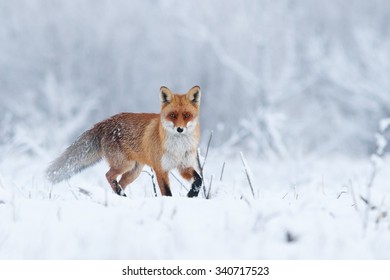 Red Fox In Winter Coat