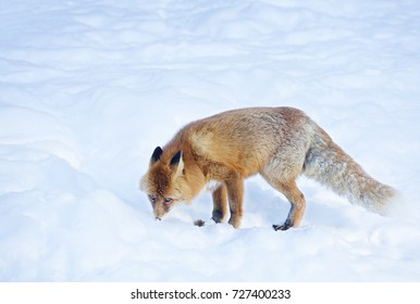 Red Fox Winter Externally Fox Beast Stock Photo 727400233 | Shutterstock