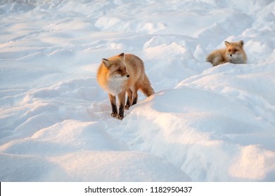 Red Fox In Winter Hokkaido