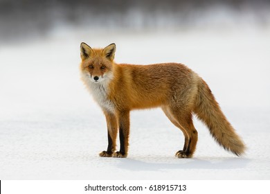 Red Fox In Winter, Japan.