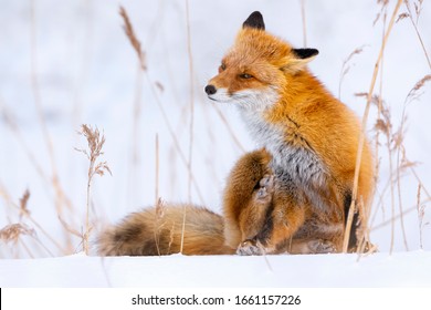 Red fox in winter, Japan. Red Fox in winter landscape. Japanese winter landscape with the animal.
