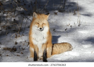 red fox in winter looking at camera