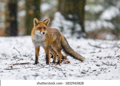 Red fox in winter. Portrait of red fox, Vulpes vulpes, standing in winter forest in snowfall. Cute orange fur coat animal with fluffy tail in nature. Predator ferrets about prey. Clever beast.
