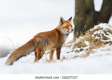 red fox in a winter setting