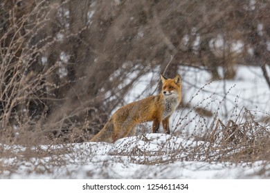 Red Fox In Winter Storm