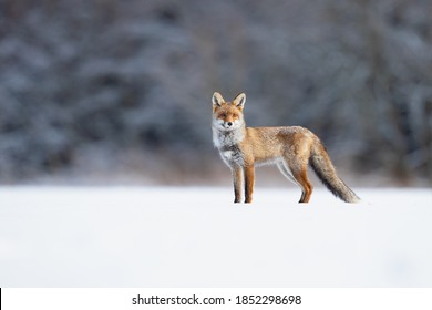 Red foxes colonised the North American continent in two waves: during or before the Illinoian glaciation, and during the Wisconsinan glaciation
