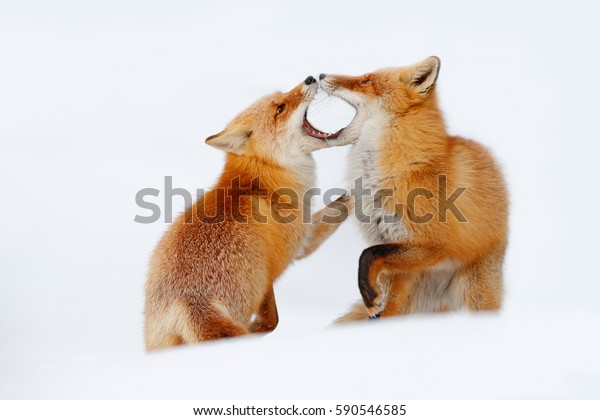 雪の中で遊ぶ赤い狐のペア 自然の中の面白い瞬間 オレンジ色の毛の生えた野生動物の冬のシーン 日本の北海道の野生生物の風景 口を開いた2匹の動物 の写真素材 今すぐ編集