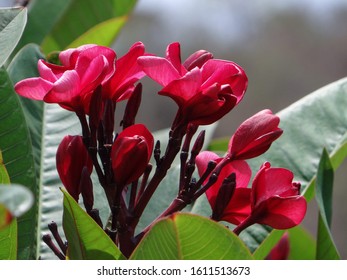 The red frangipani flowers are very beautiful and gorgeous and their grandeur is marvellous. They grow in clusters and effuse profuse redolence at night. They are iconic tropical flowers. 