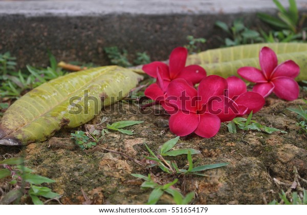 Red Frangipani Plumeria Rubra Flowers Natural Stock Photo (Edit 