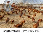 Red free-range chickens in large chicken coop facility on organic farm