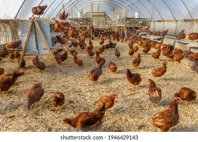 Red Free-range Chickens In Large Chicken Coop Facility On Organic Farm