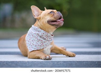 Red French Bulldog Dog Wearing A Floral Bandanna Around Neck