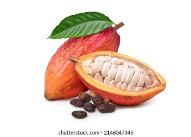 Red fresh Cocoa pods with dried beans isolated on white background.