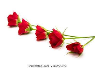 Red fresh roses isolated on white background. Congratulations on the holiday.