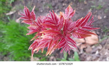 Red fresh tree shoots with tiny leaves closeup. Bright spring sprouts of tree branches top view. Colorful nature at springtime. Summer plants  background. Natural backdrop.