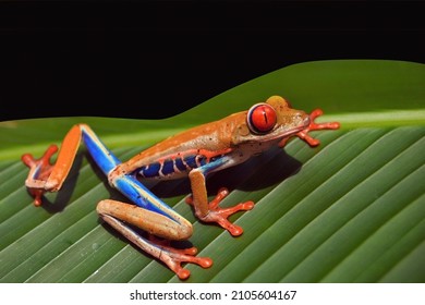 Red Frog With Blue Legs, Poison Dart Frog, Beautiful Rainforest Species Of Costa Rica And Panama Kept As A Pet In A Terrarium ,oophaga Pumilio Exotic Amphibian