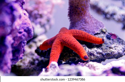 Red Fromia Starfish Fromia Milleporella Stock Photo 1239467386 ...