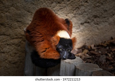 Red Fronted Lemur In Magadascar