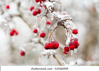 red frozen berries in the ice on a branch of tree, after freezing rain