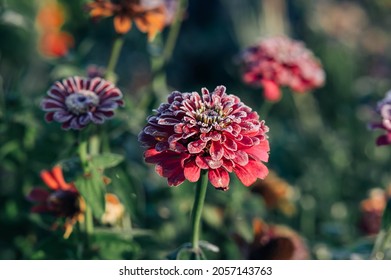 Red Frozen Dahlias In The Garden