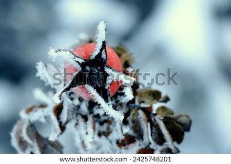 Red frozen rose berry in winter