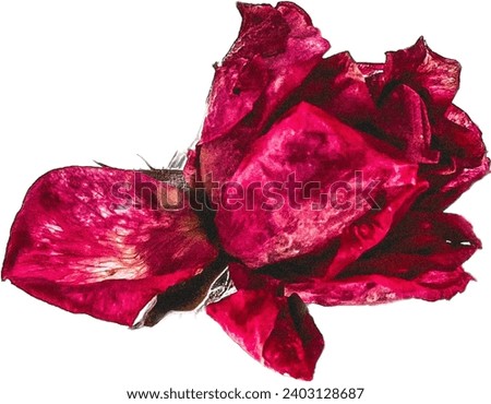 A Red frozen rose isolated 