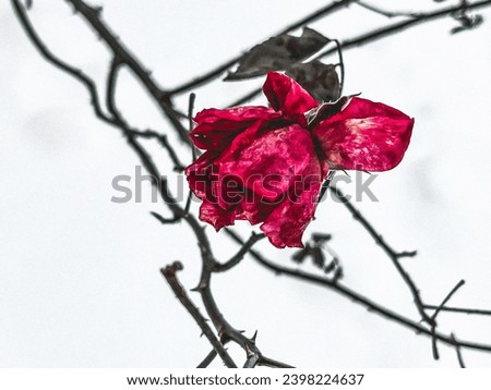 A Red frozen rose winter