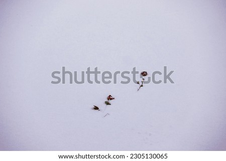 Red frozen roses on white snow.