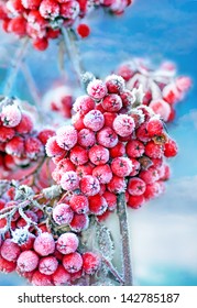  Red frozen rowan berries on blue sky