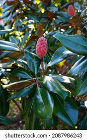 Red Fruit Cones Of The Southern Magnolia Tree