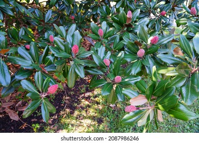 Red Fruit Cones Of The Southern Magnolia Tree