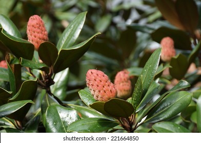 Red Fruit Cones Of The Southern Magnolia Tree