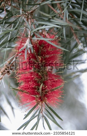 red fruit of a needle Tree in tropical