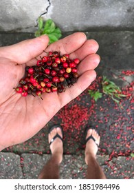 red fruit in spring time