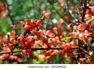 Red fruits of the desert mistletoe at anza borrego desert state park.
