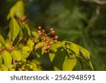 Red fruits growing on branches of Zanthoxylum americanum, prickly ash, toothache tree, yellow tree, sugar berry or Sichuan pepper in autumn garden on blurred green background.