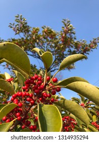 77 Fruit of ilex rotunda Images, Stock Photos & Vectors | Shutterstock