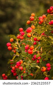  Red fruits of the rose hip - rosa rugosa  on the bush and on blurred natural background Rose hip  is an excellent fruit for jam. packed with vitamin C, A, B1, B2 and E